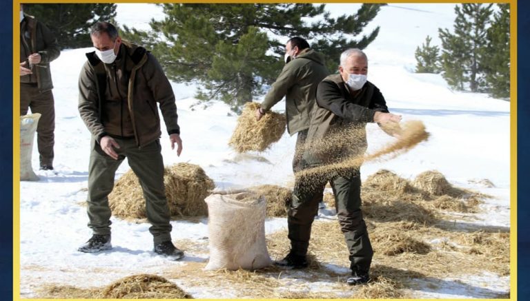 MURAT DAĞINA YABAN HAYVANLARI İÇİN YEM BIRAKILDI